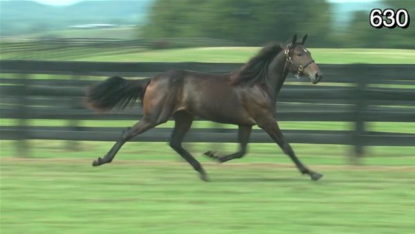Standard Bred Yearlings